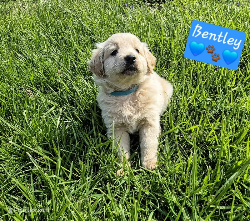 Bentley  – Goldendoodle puppy for sale in Anderson, IN