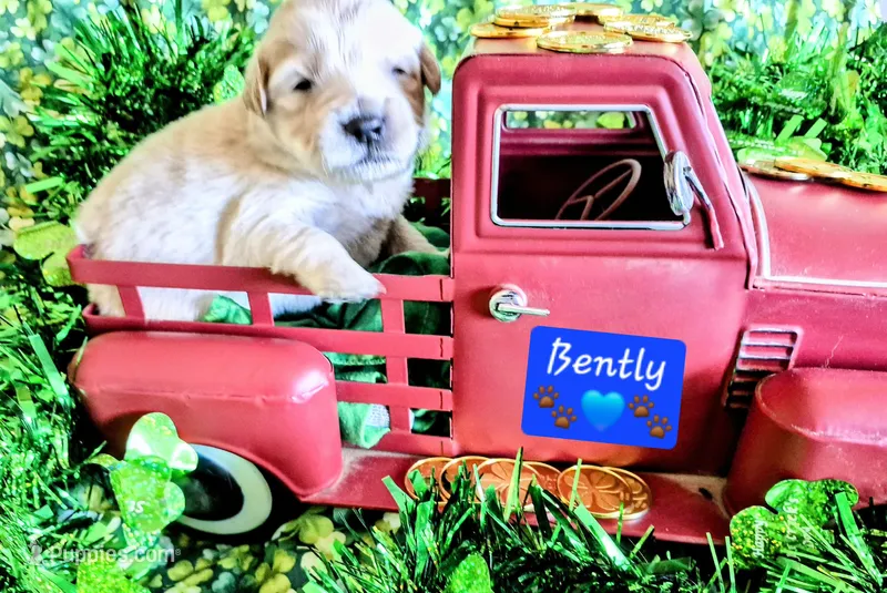 Bentley  – Goldendoodle puppy for sale in Anderson, IN