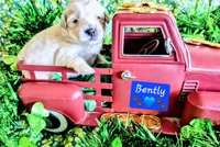 Bentley , a male Goldendoodle for sale in Anderson, IN – Photo 1 of 2