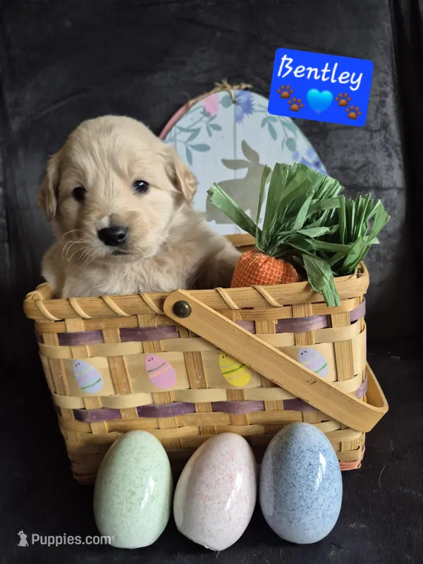 Bentley  – Goldendoodle puppy for sale in Anderson, IN