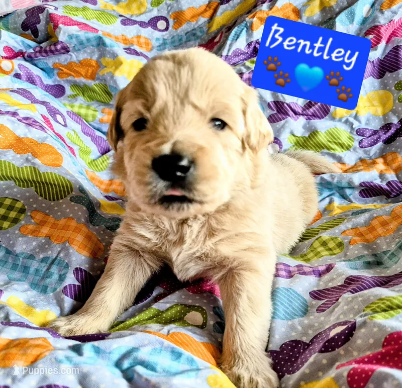 Bentley  – Goldendoodle puppy for sale in Anderson, IN