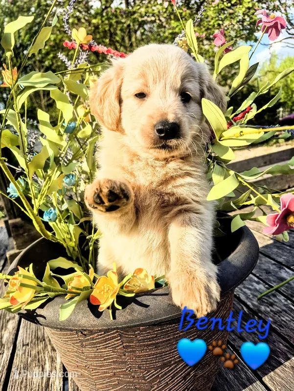 Bentley  – Goldendoodle puppy for sale in Anderson, IN