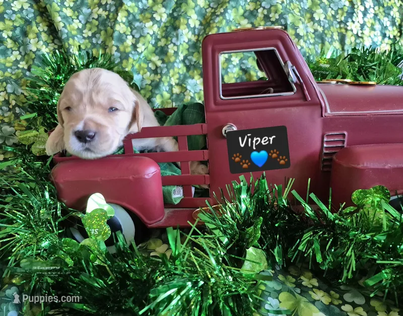 Viper  – Goldendoodle puppy for sale in Anderson, IN