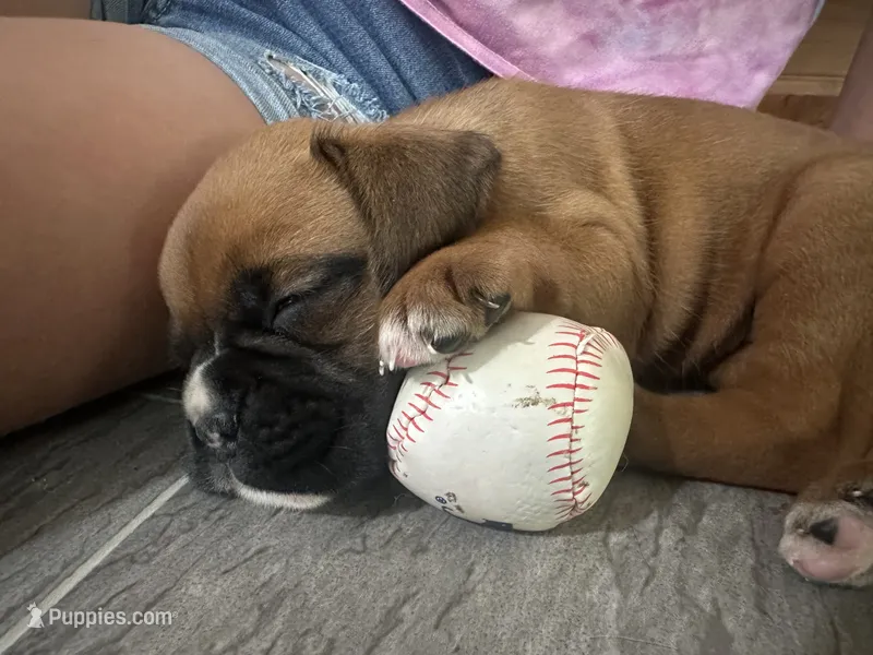 Female – Boxer puppy for sale in Windsor, NY