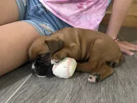 Female, a female Boxer for sale in Windsor, NY – 4 of 5