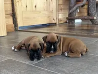 Female, a female Boxer for sale in Windsor, NY – 5 of 5