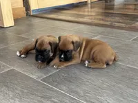 Female, a female Boxer for sale in Windsor, NY – 2 of 5