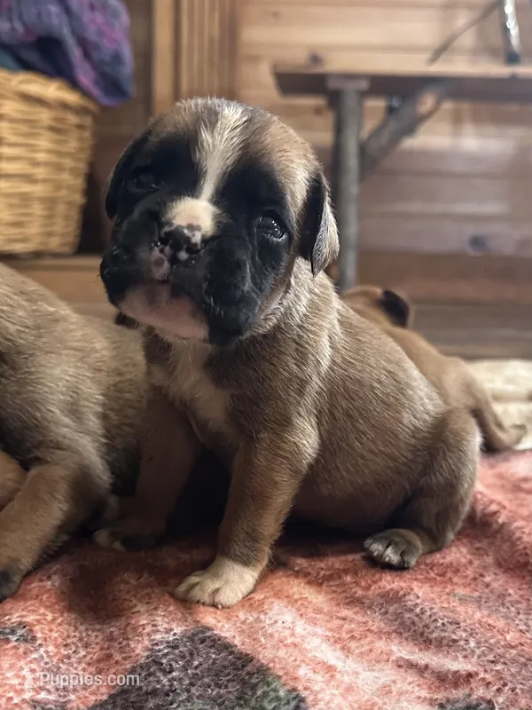 AKC Euro – Boxer puppy for sale in Windsor, NY