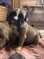 AKC Euro, a male Boxer for sale in Windsor, NY – 1 of 4