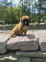 Euro Male, a male Boxer for sale in Windsor, NY – 8 of 10