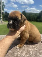 Euro Male, a male Boxer for sale in Windsor, NY – 2 of 10