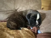 Zig1, a male Boxer for sale in Windsor, NY – 1 of 5