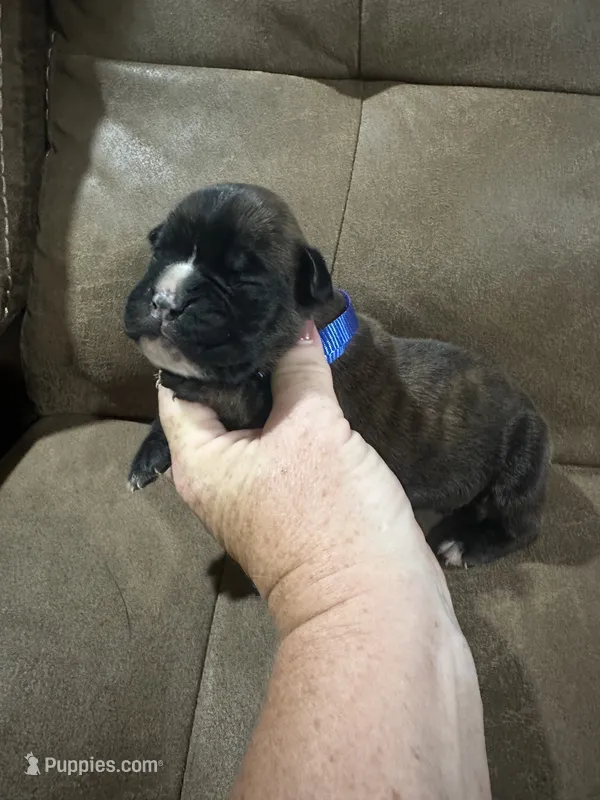 AKC MALE – Boxer puppy for sale in Windsor, NY