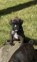 AKC, a male Boxer for sale in Windsor, NY – 2 of 3