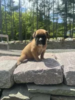 Euro Male, a male Boxer for sale in Windsor, NY – 4 of 10