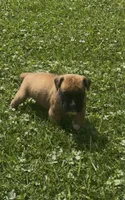 Euro Male, a male Boxer for sale in Windsor, NY – 7 of 10