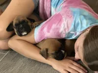 Female, a female Boxer for sale in Windsor, NY – 4 of 6