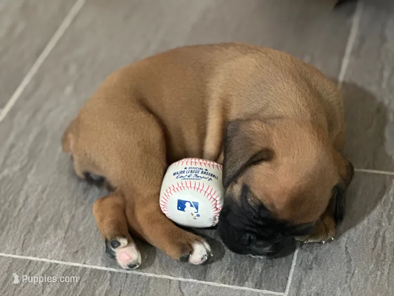 Female – Boxer puppy for sale in Windsor, NY