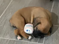 Female, a female Boxer for sale in Windsor, NY – 1 of 6