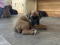 Female, a female Boxer for sale in Windsor, NY – 5 of 6