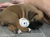 Female, a female Boxer for sale in Windsor, NY – 3 of 6