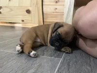 Female, a female Boxer for sale in Windsor, NY – 6 of 6