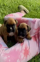 Female, a female Boxer for sale in Windsor, NY – 2 of 6