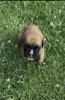 AKC, a male Boxer for sale in Windsor, NY – 2 of 2