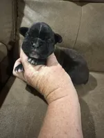 AKC FEMALE , a female Boxer for sale in Windsor, NY – 2 of 5