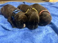 AKC MALE, a male Boxer for sale in Windsor, NY – 2 of 4