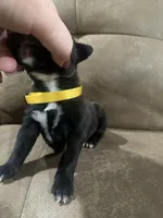 AKC FEMALE , a female Boxer for sale in Windsor, NY – 4 of 5
