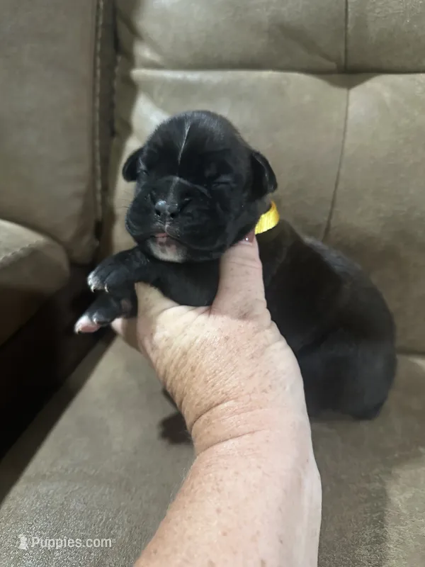 AKC FEMALE  – Boxer puppy for sale in Windsor, NY