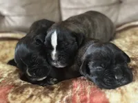 Zig1, a male Boxer for sale in Windsor, NY – 2 of 5