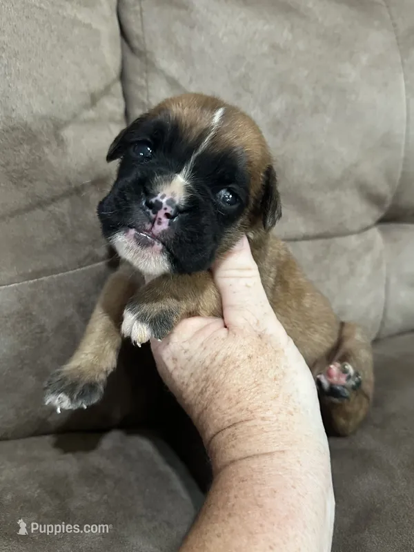 Euro AKC – Boxer puppy for sale in Windsor, NY