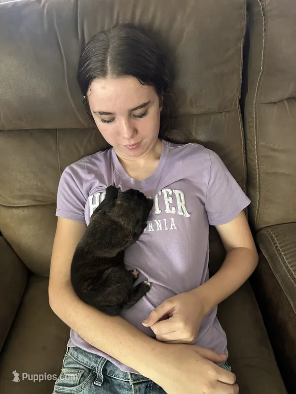 AKC FEMALE  – Boxer puppy for sale in Windsor, NY