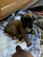 Male, a male Boxer for sale in Windsor, NY – 1 of 5
