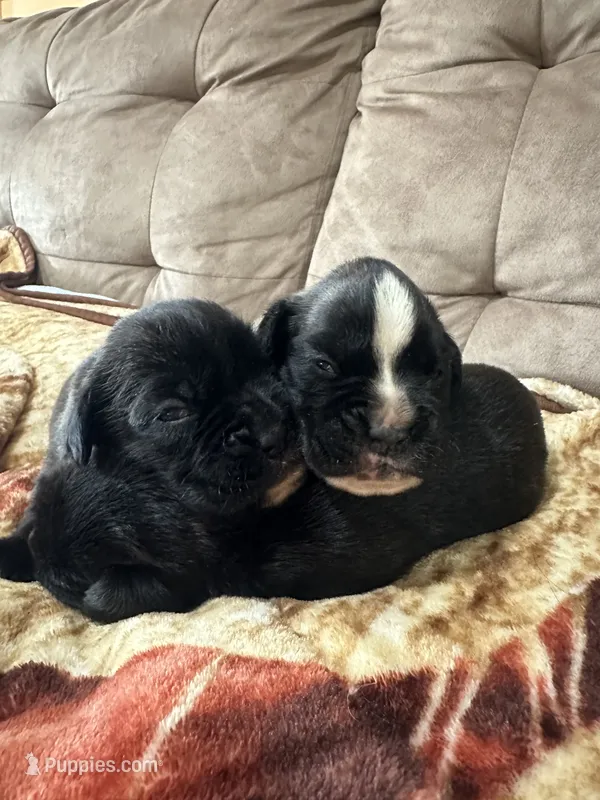 Zig3 – Boxer puppy for sale in Windsor, NY