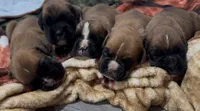 Euro AKC, a male Boxer for sale in Windsor, NY – 2 of 4