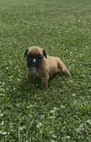Euro Male, a male Boxer for sale in Windsor, NY – 10 of 10