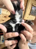 AKC FEMALE , a female Boxer for sale in Windsor, NY – 3 of 5