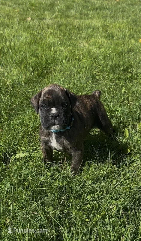 AKC – Boxer puppy for sale in Windsor, NY