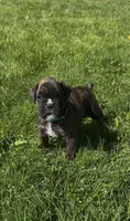 AKC, a male Boxer for sale in Windsor, NY – 1 of 3