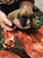 Euro AKC, a male Boxer for sale in Windsor, NY – 1 of 4