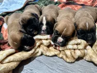 Euro AKC, a male Boxer for sale in Windsor, NY – 4 of 4