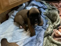 Male, a male Boxer for sale in Windsor, NY – 3 of 5