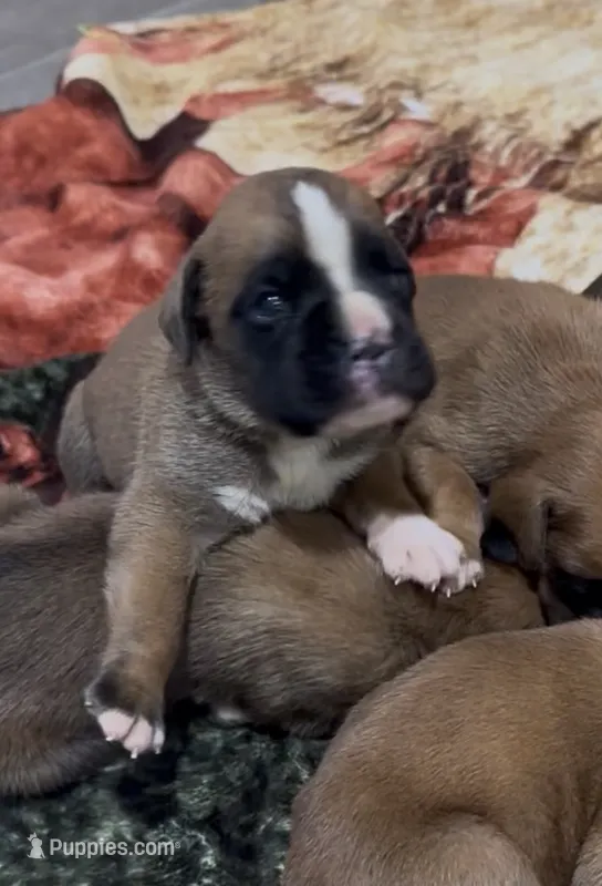 AKC – Boxer puppy for sale in Windsor, NY