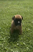 Euro Male, a male Boxer for sale in Windsor, NY – 5 of 10