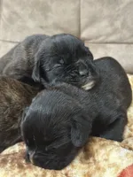 Zig3, a male Boxer for sale in Windsor, NY – 5 of 6