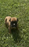 Euro Male, a male Boxer for sale in Windsor, NY – 9 of 10