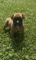 Euro Male, a male Boxer for sale in Windsor, NY – 6 of 10